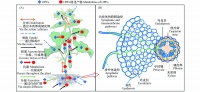 有机磷酸酯在植物体内的吸收、积累、迁移与转化研究进展