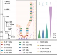 肠道类器官：揭开肠道健康的“神秘面纱”