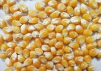 生活中多吃些五谷杂粮，调养五脏，养生保健，但要因材施策