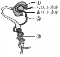 生活方式对健康的影响：慢性、非传染性疾病（恶性肿瘤、等）除了受和外，还与个人的生活方式有关，不健康的生活方式加速这些疾病的发生和发展．