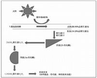 维生素 D 与成年人骨骼健康应用指南：维生素 D 的检测