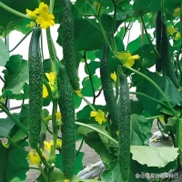 每日一黄瓜，健康生活不是梦——黄瓜的神奇功效与营养