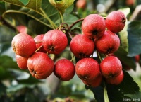 生活中的药食同源，吃出健康生活之山楂