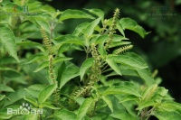 丁香罗勒油的神奇之旅：从田间到生活的每一个角落