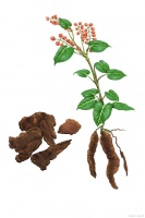 5个常用中药，能帮我们解决生活中的很多问题，了解下不吃亏