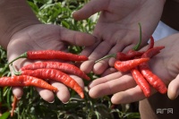 墨玉：高辣度辣椒“红”了生活 鼓了荷包