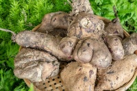 魔芋是什么东西：它不仅仅是一道美食，更是一种健康生活的选择！