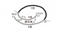 什么人不适合吃肽