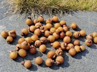 肥皂果——健康生活的神奇果实