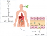 茶叶活性成分调节肠道菌群影响脂质代谢