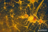 揭秘神经系统的奥秘：主宰你生活的无形力量