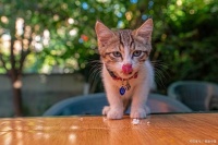 满月的小猫吃什么食物？食物的选择对于它们的健康和发育至关重要