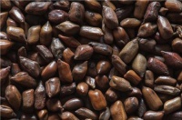 生活中常喝决明子茶会产生哪些功效？越喝身体越健康！