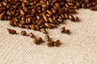 生活中的药食同源，吃出健康生活之决明子