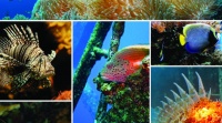 海洋生物多样性和生态系统是健康地球和社会福祉的基石