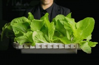 【健康生活】“绿叶菜营养成分表”，一次性捋清每种菜的特长