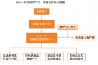 【科創(chuàng)熱點(diǎn)透視】減肥藥火了！一條長坡厚雪的朝陽賽道？