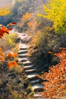 如何在快节奏生活中找到平衡与内心的安宁