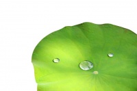 荷叶泡水，打造清新健康的日常生活