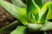 草本之韵：天然养生之道，草本茶饮润泽心灵的生活瑰宝