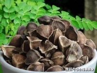 生活中“天然减肥药”，蒲公英已上榜，没事吃几颗，排毒素减肥快