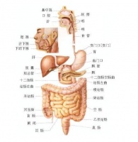 保护人体消化系统，提高生命健康指标，从生活点滴做起