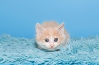 猫咪带你运动，健康生活不再孤单！