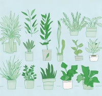 12种最健康的室内植物，让您的生活更健康