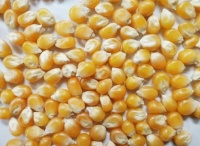 生活中适量多吃些五谷杂粮，调养五脏，养生保健，但要因病施药