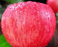 金哲堂揭秘！苹果10大好处，健康生活新选择