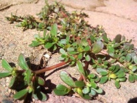 提醒大家：生活中常见的这4个野菜，或要少吃，建议别再当成宝