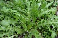 生活小常识：荠菜的营养价值 荠菜的食用禁忌