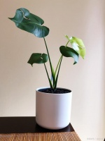 家居：绿色生活更健康