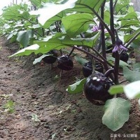 生活中最常见的10种碱性蔬菜