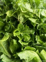 什么是健康的蔬菜？优选有机，尽享绿色健康饮食生活