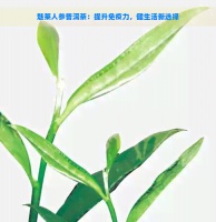 魅莱人参普洱茶：提升免疫力，健生活新选择