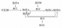 已知苯丙酮尿是位于常染色体上的隐性遗传病.据调查.该病的发病率大约为1/10000.请问在人群中该苯丙酮尿隐性致病基因的基因频率以及携带此隐性基因和杂合基因型频率各是多少? 答案:a=0.01 Aa——青夏教育精英家教网——