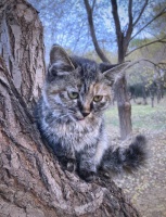 绿色健康饮食：让你的生活更健康！