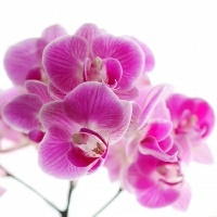 如何快速瘦胸生活窍门