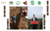 温贤仁品牌：温县垆土铁棍山药之光，健康生活的信赖守护者
