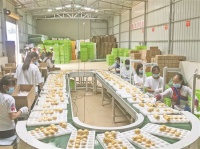 云南石林：人参果丰收 果农生活更香甜