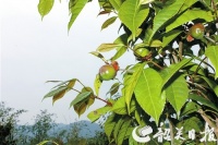 乳源山茶油伴你健康生活