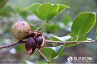 参观现代化茶油工厂 揭开山茶油魅力所在