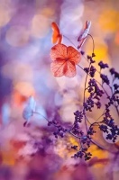 十大最健康的生活方式