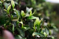 2018年健康生活方式，从喝茶开始