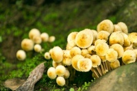 过劳肥背后的真相：生活压力与体重增加的关联