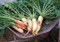 健康生活小百科——白萝卜