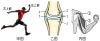 慢跑是中等强度的有氧运动，更是锻炼心肺功能、强身健体、陶冶身心、提高免疫力的健康生活方式，请你结合如图回答下列有关运动的问题：（1）人体的运动系统由 、和关节组