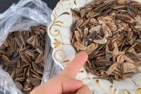 吃剩的瓜子壳不要扔，教你三个生活妙用，以前扔掉太可惜了