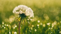 加拿大研究：蒲公英可在48小時(shí)內(nèi)殺死98%的癌細(xì)胞，科學(xué)還是謠言